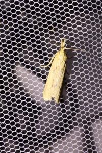 <i>Ematheudes punctella</i>