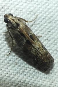 <i>Phycita roborella</i>