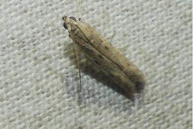 <i>Phycitodes</i>