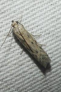 <i>Phycitodes</i>