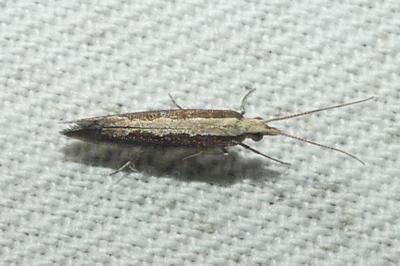 <i>Plutella xylostella</i>