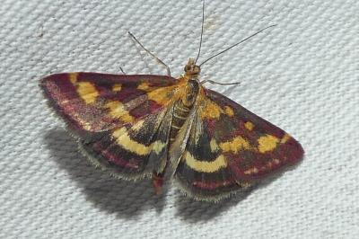 <i>Pyrausta purpuralis</i>