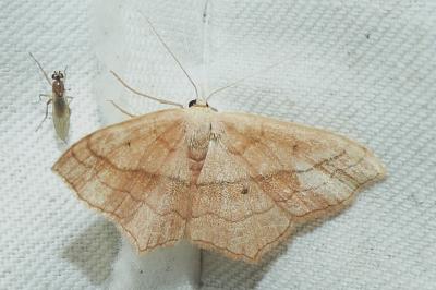 <i>Scopula imitaria</i>