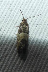 <i>Spilonota ocellana</i>