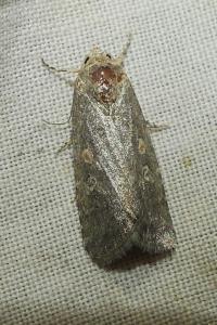 <i>Spodoptera exigua</i>