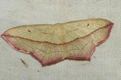 <i>Timandra comae</i>