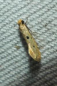 <i>Tinea trinotella</i>