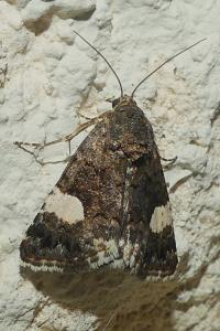 <i>Tyta luctuosa</i>