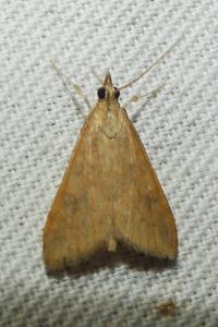 <i>Udea ferrugalis</i>