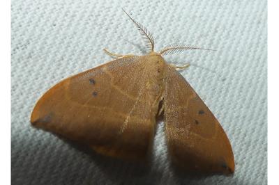 <i>Watsonalla binaria</i>