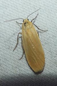 <i>Wittia sororcula</i>