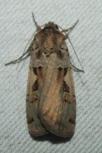 <i>Xestia c-nigrum</i>