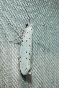<i>Yponomeuta</i>