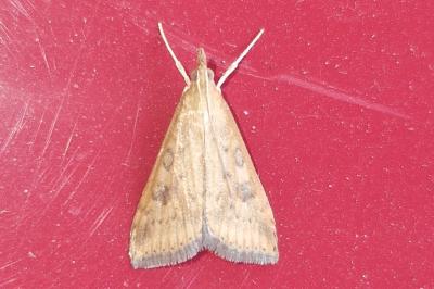 <i>Udea ferrugalis</i>