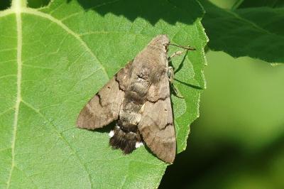 <i>Macroglossum stellatarum</i>