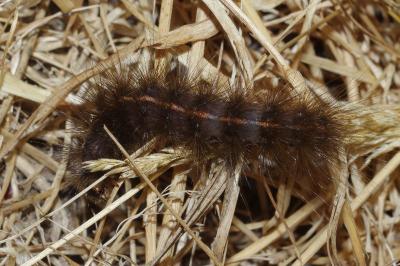 <i>Spilosoma lubricipeda</i>