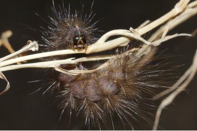 <i>Spilosoma lubricipeda</i>