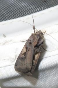 <i>Xestia c-nigrum</i>