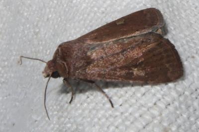 <i>Xestia xanthographa</i>