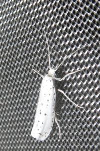 <i>Yponomeuta</i>