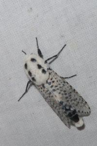 <i>Zeuzera pyrina</i>
