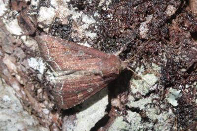 <i>Lacanobia oleracea</i>