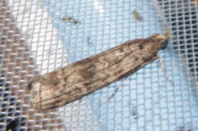 <i>Dioryctria abietella/sylvestrella</i>