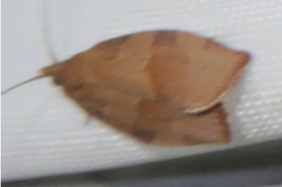 <i>Pandemis heparana</i>