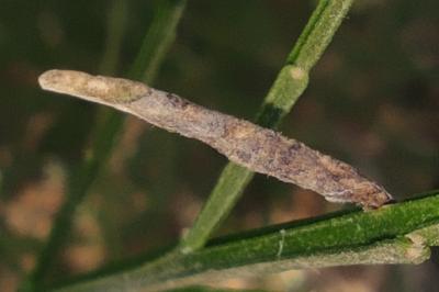 <i>Coleophora calycotomella</i>