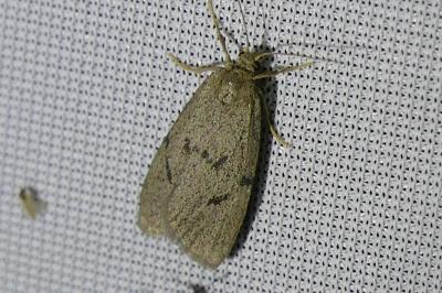 <i>Apaidia mesogona</i>