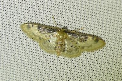 <i>Idaea filicata</i>