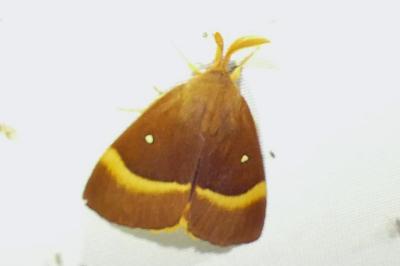 <i>Lasiocampa quercus</i>