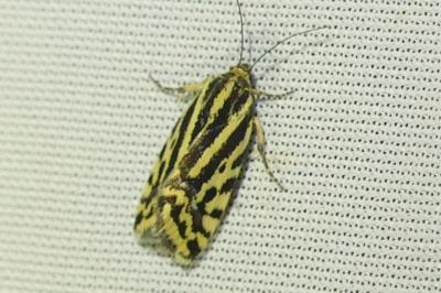 <i>Emmelia trabealis</i>