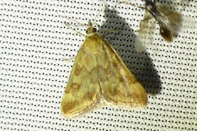 <i>Pyrausta despicata</i>