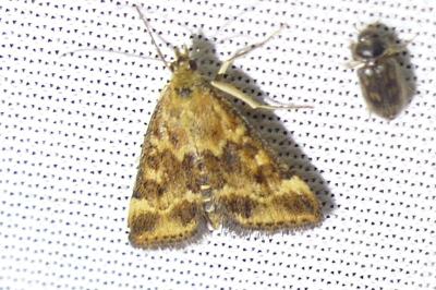 <i>Pyrausta despicata</i>