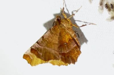 <i>Selenia dentaria</i>
