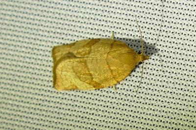 <i>Pandemis cerasana</i>