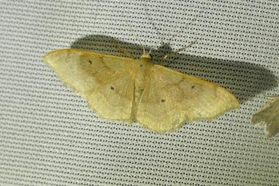 <i>Idaea degeneraria</i>