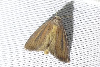 <i>Coenobia rufa</i>