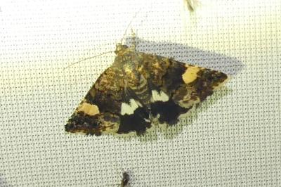 <i>Tyta luctuosa</i>