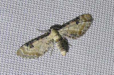 <i>Eupithecia centaureata</i>