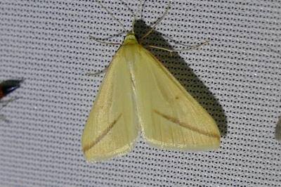 <i>Rhodometra sacraria</i>