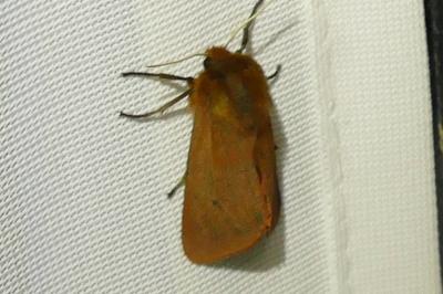 <i>Phragmatobia fuliginosa</i>