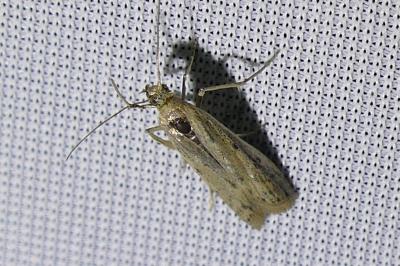 <i>Phycitodes</i>