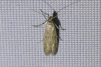 <i>Phycitodes</i>
