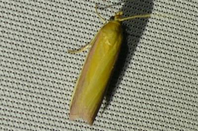 <i>Oncocera semirubella</i>