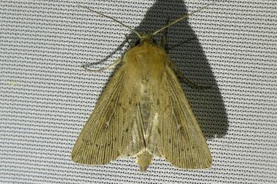<i>Leucania obsoleta</i>