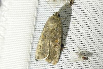 <i>Spodoptera exigua</i>