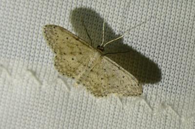 <i>Idaea seriata</i>