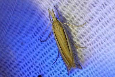 <i>Ancylolomia tentaculella</i>